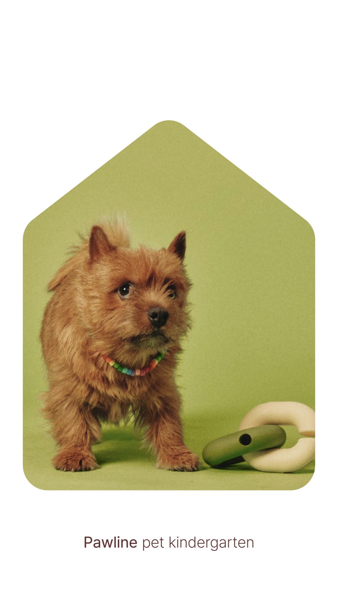 Pawline 창업자 이야기